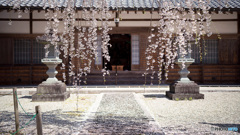 しだれ桜