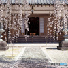 しだれ桜
