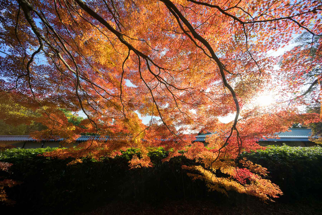 紅葉