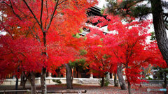 京都紅葉狩り ⑧