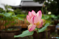 小雨に濡れる