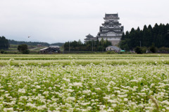 蕎麦