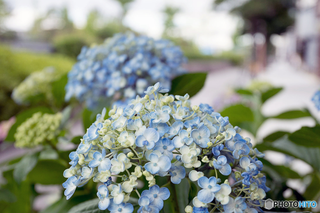 通りの紫陽花