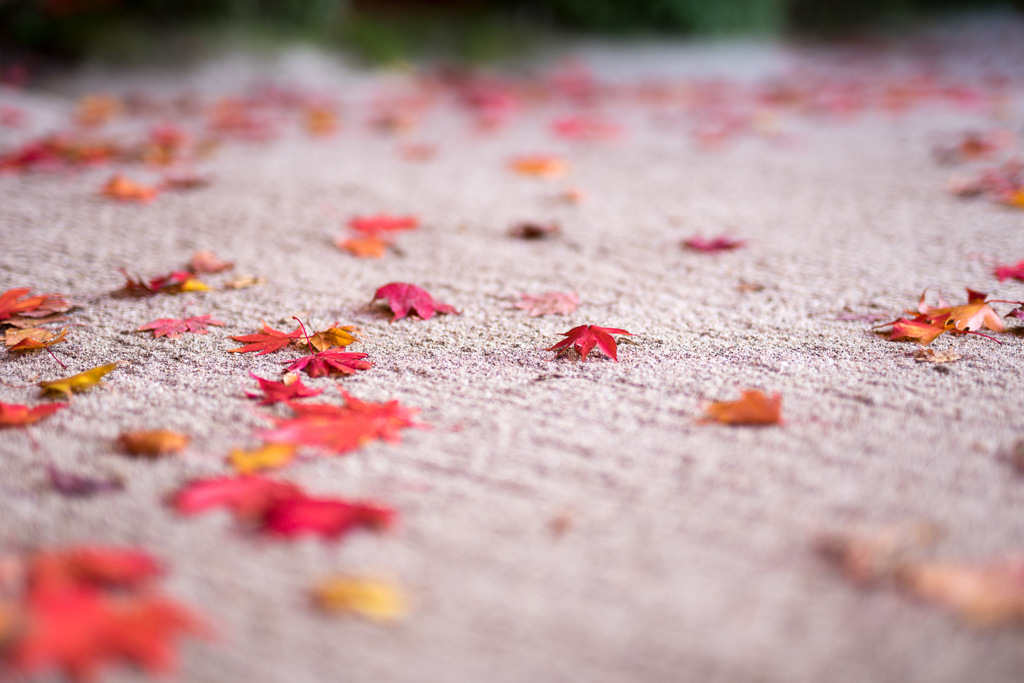 紅葉