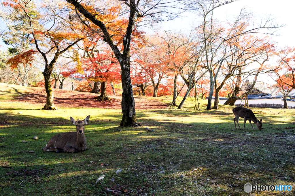 奈良公園