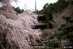 しだれ桜