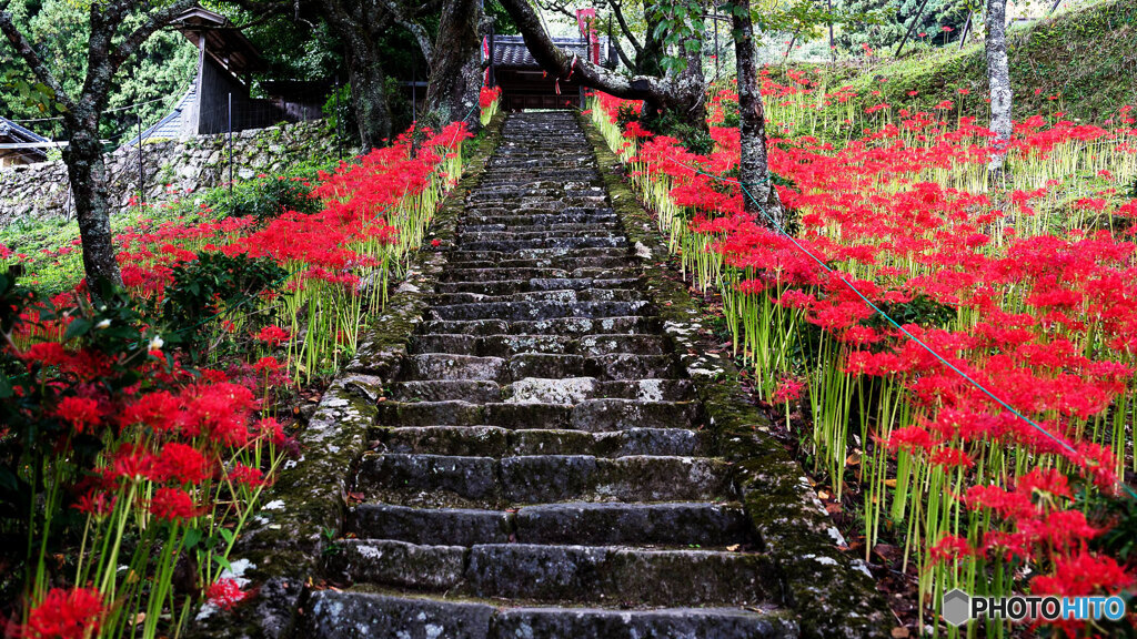 参道の彼岸花