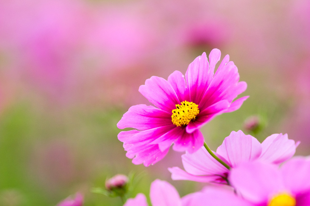秋桜