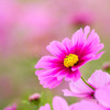 秋桜