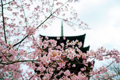 桜と塔