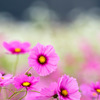 秋桜