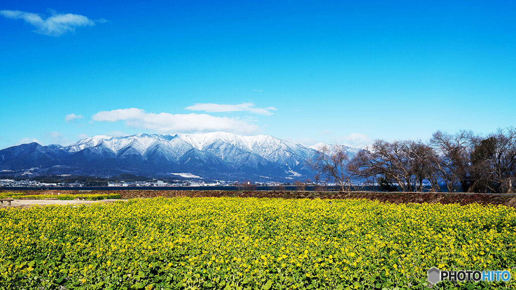菜の花と雪山