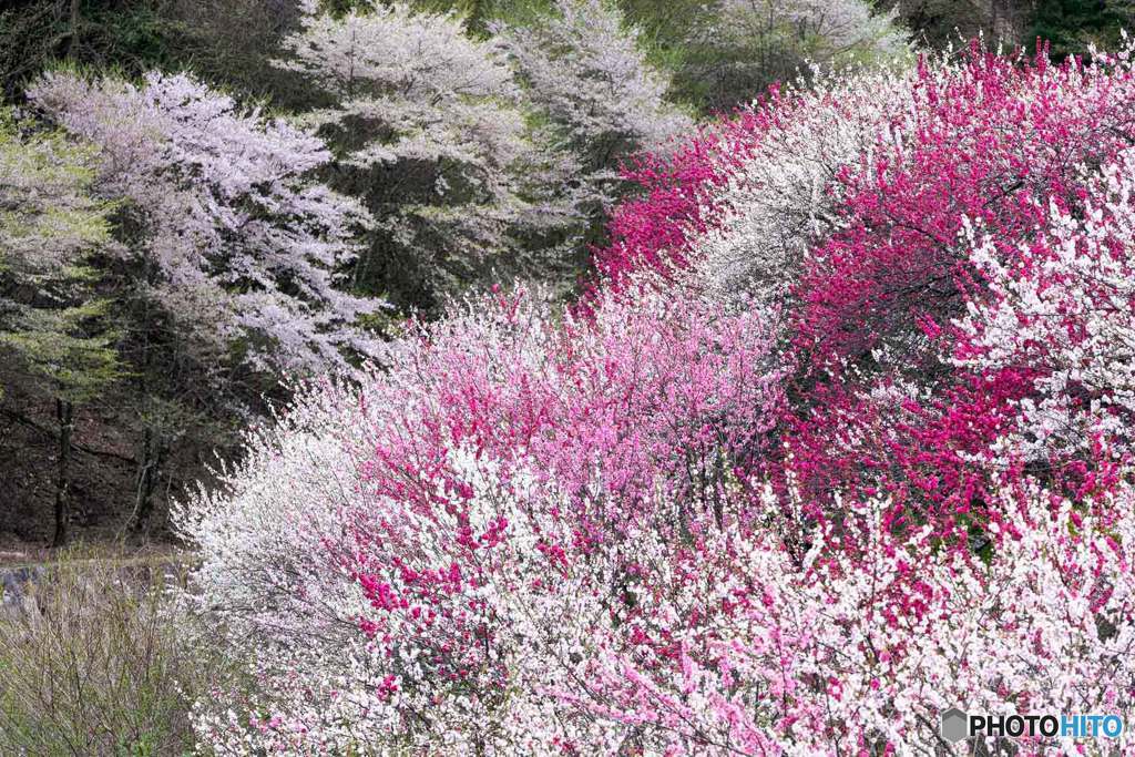 花桃の里