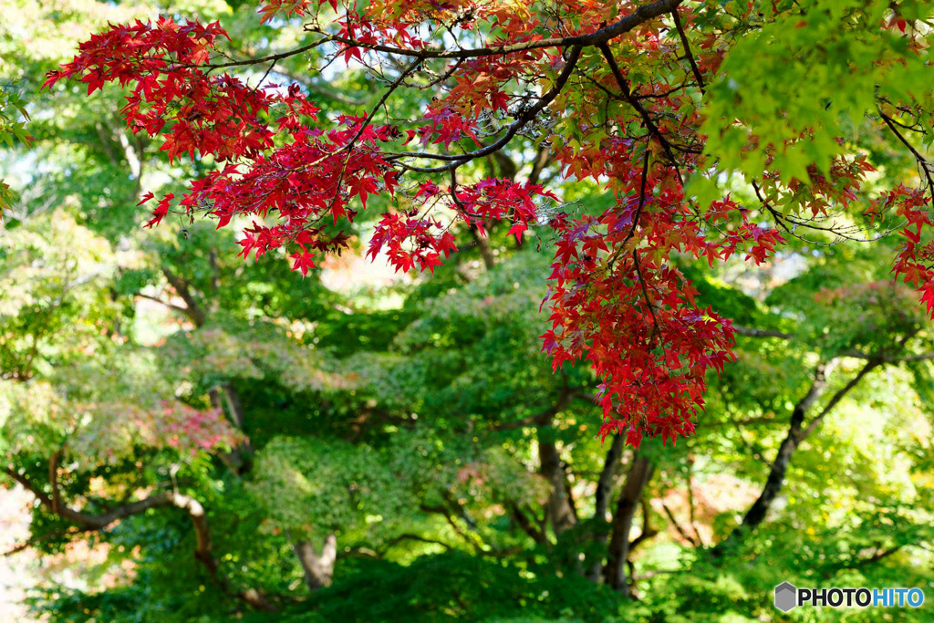 いろは紅葉