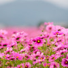 秋桜