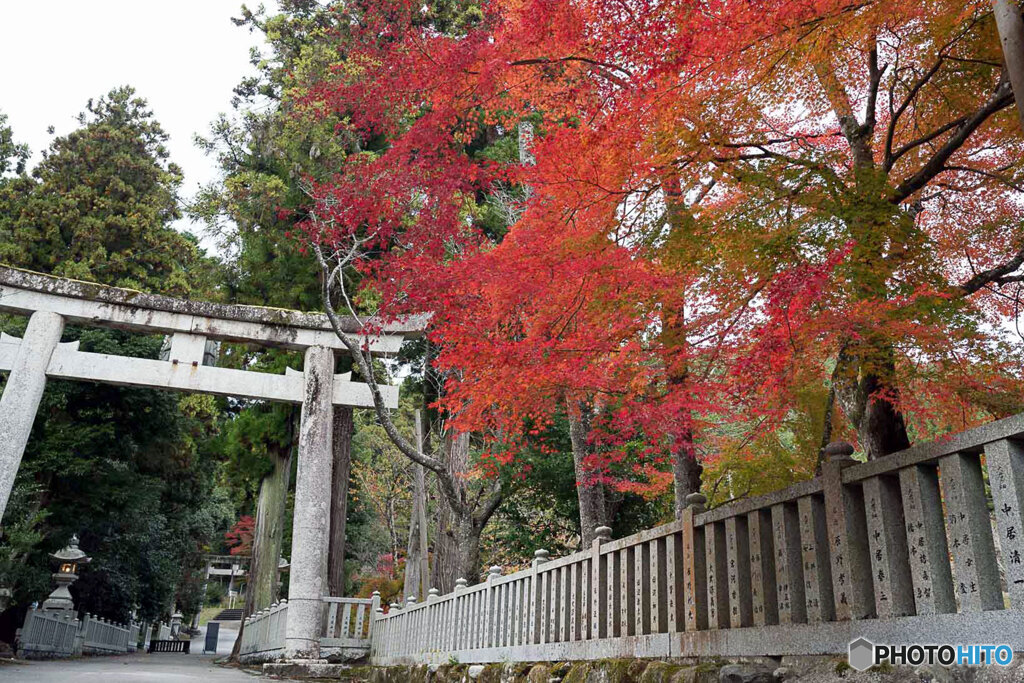 参道に映える