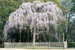 しだれ桜