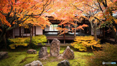京都紅葉狩り ㉖