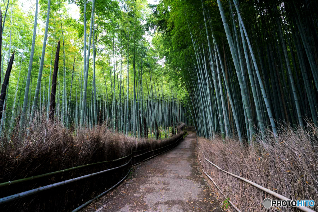 竹林の小径