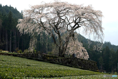 水戸野のしだれ桜