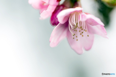 寒緋桜