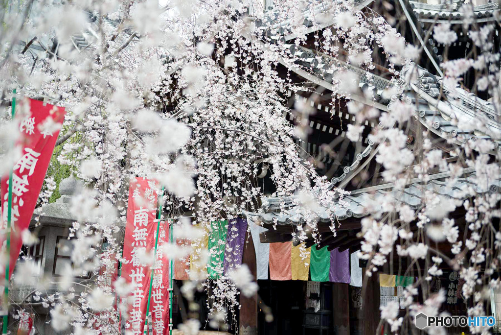 春の雪