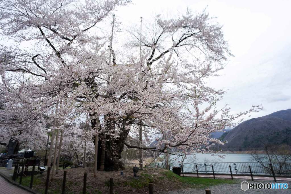 荘川桜