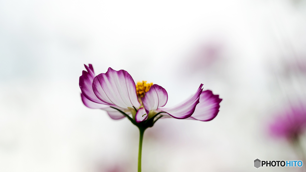 秋桜