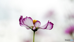 秋桜
