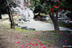 落ち椿としだれ桜