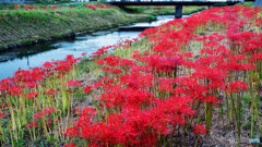 堤防の彼岸花
