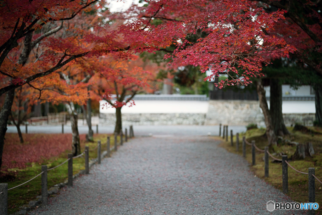 残り紅葉 ③