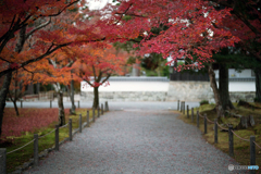 残り紅葉 ③