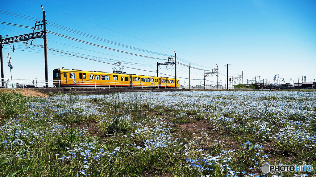 ネモフィラ畑と三岐鉄道