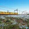 ネモフィラ畑と三岐鉄道
