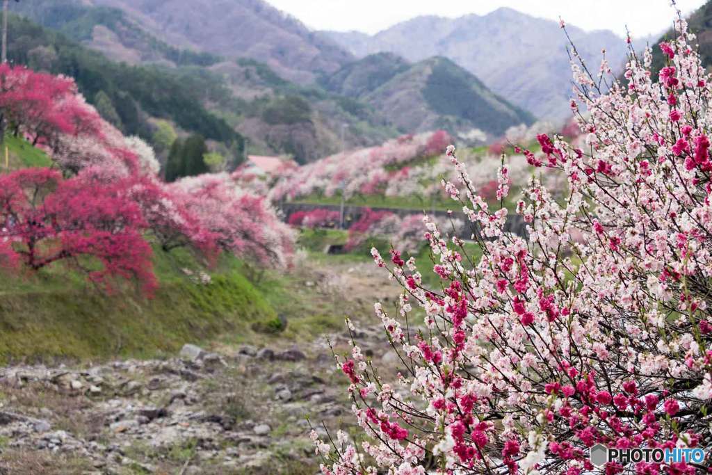 花桃の里