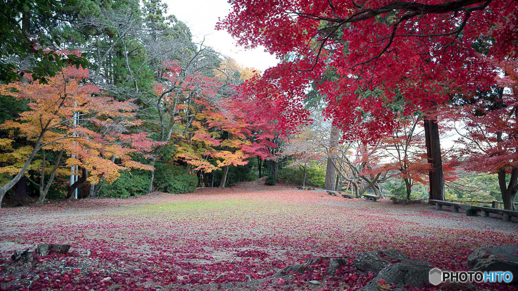 紅葉