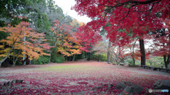 紅葉