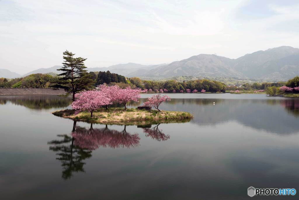 ダム湖の八重桜