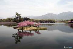 ダム湖の八重桜