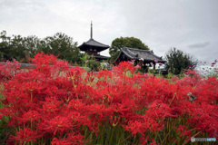 彼岸花と三重塔