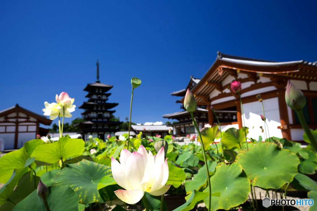 ハスと東塔