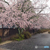 桜並木