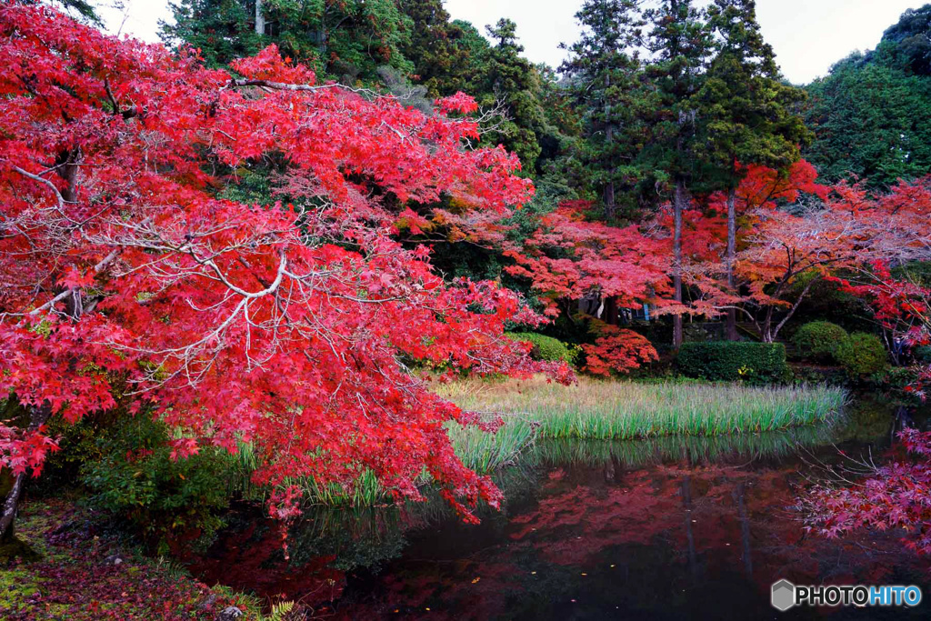 真っ赤な紅葉