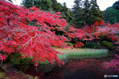 真っ赤な紅葉