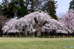 上賀茂神社御所桜