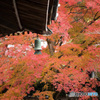 紅葉狩り