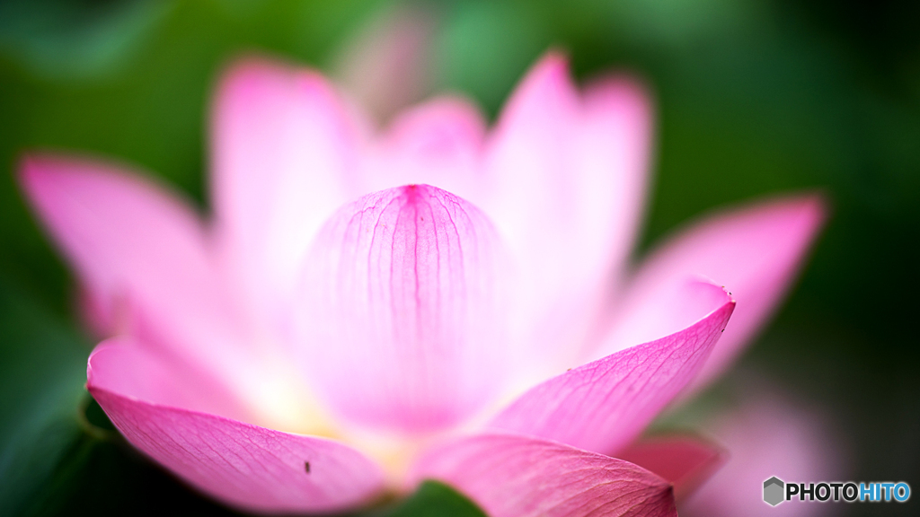 天上の花