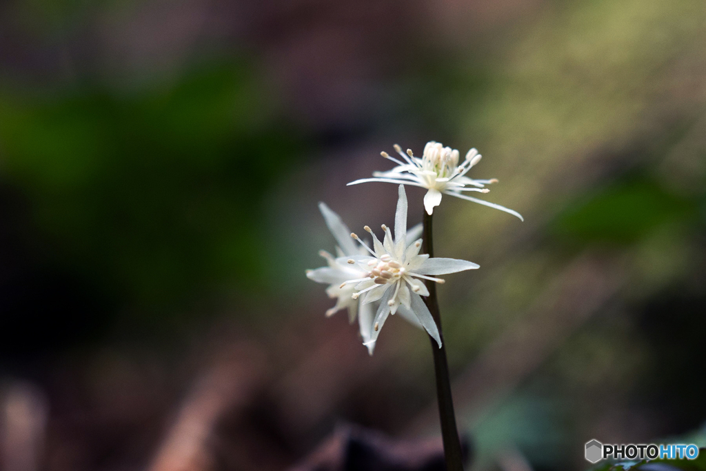 小芹葉黄連