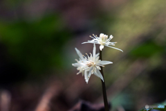 小芹葉黄連